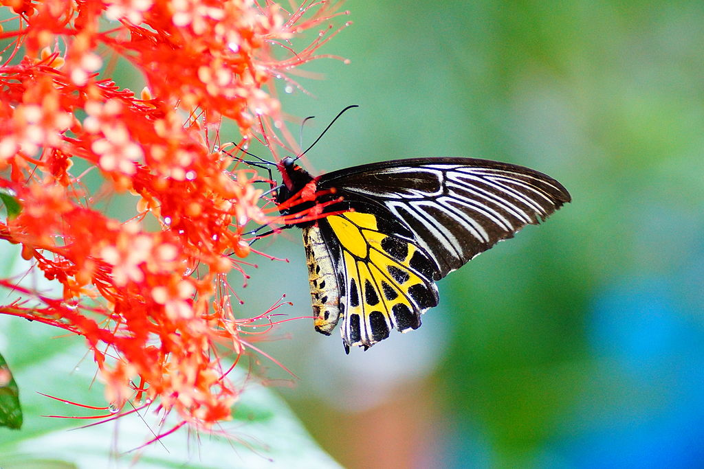 Southern Birdwing Butterfly